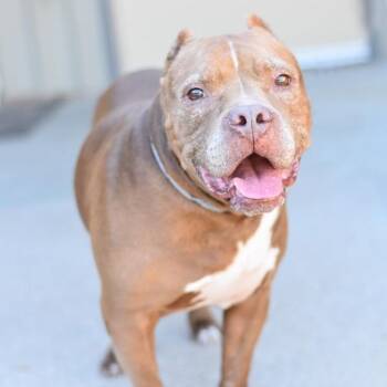Bruno -  Bulldog and American Staffordshire Terrier Dog for Adoption in Willis, Texas - Bruno | PetCurious