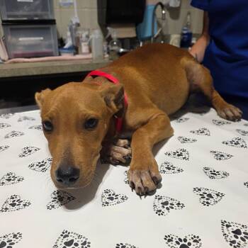 Reuben -  Mixed Breed Dog for Adoption in Milton, Florida - Reuben | PetCurious