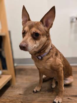 Rescue Miniature Pinscher and Terrier Dogs for Adoption in El Cajon, California - Jade | PetCurious