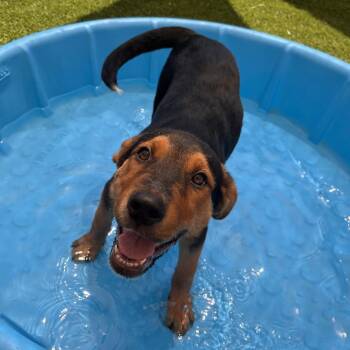 Washburn -  Shepherd and Mixed Breed Dog for Adoption in Salt Lake City, Utah - Washburn | PetCurious
