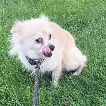 Martell -  Pomeranian Dog Available for Adoption - Martell | PetCurious