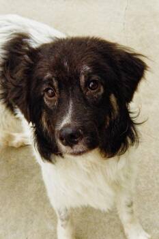 Gamble -  Australian Shepherd Dog for Adoption in Viroqua, Wisconsin - Gamble | PetCurious
