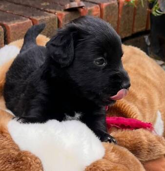 Reese -  Terrier Dog for Adoption in West Palm Beach, Florida - Reese | PetCurious
