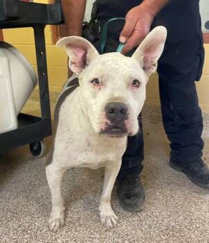 LINUS -  Pit Bull Terrier Dog Available for Adoption in Blythe, California - LINUS | PetCurious