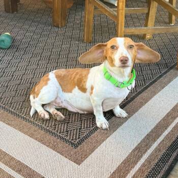 Lexi -  Dachshund and Mixed Breed Dog for Adoption in Olathe, Kansas - Lexi | PetCurious