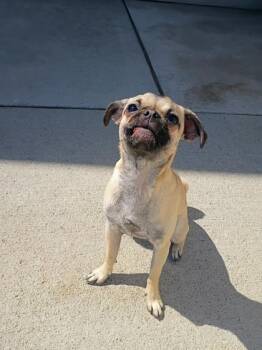Pug Dogs Available for Adoption in Beatrice, Nebraska - Posey | PetCurious