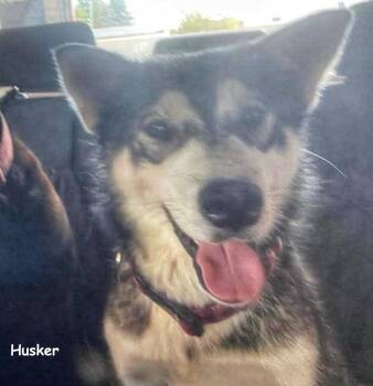 Husker -  Husky Dog for Adoption in Sandy Hook, Manitoba - Husker | PetCurious