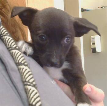 Cardigan Welsh Corgi and Chihuahua Dogs Available for Adoption in Sacramento, California - A915365 | PetCurious