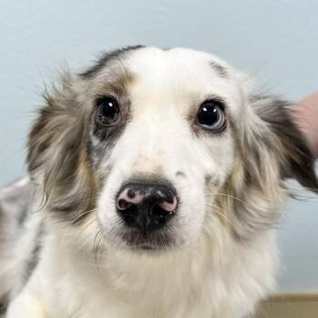 Marbles -  Australian Shepherd Dog for Adoption in Sioux City, Iowa - Marbles | PetCurious