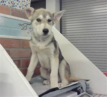 Siberian Husky and Mixed Breed Dogs Available for Adoption in Houston, Texas - LEDGER | PetCurious