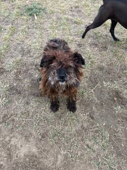Rescue Mixed Breed Dogs for Adoption in Portland, Indiana - Matt | PetCurious