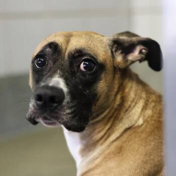 PUMA -  Boxer Dog for Adoption in San Antonio, Texas - PUMA | PetCurious