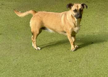 Terrier Dogs Available for Adoption in Norwalk, Connecticut - Chiquita | PetCurious