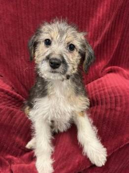 Terrier and Mixed Breed Dogs Available for Adoption - Iga | PetCurious