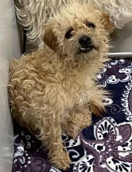 Poodle and Mixed Breed Dogs Available for Adoption in Modesto, California - A608905 | PetCurious