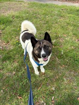 Akita Dogs Available for Adoption in Chicago, Illinois - Bjorn  | PetCurious