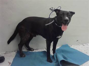Labrador Retriever and Pit Bull Terrier Dogs Available for Adoption in Houston, Texas - A2070133 | PetCurious