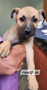 Rowlf -  Labrador Retriever Dog for Adoption in Hillside, Illinois - Rowlf | PetCurious