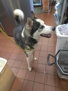 Creep -  Siberian Husky Dog for Adoption in Salisbury, Maryland - Creep | PetCurious