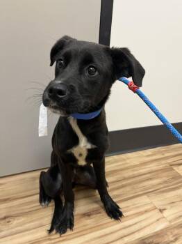 Harry -  Mixed Breed Dog for Adoption in Raleigh, North Carolina - Harry | PetCurious