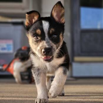 Ripley -  Border Collie Dog for Adoption in Sealy, Texas - Ripley | PetCurious