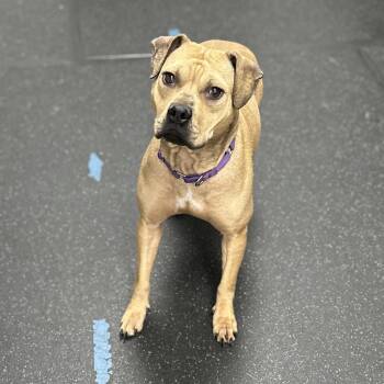 Mixed Breed Dogs Available for Adoption - Jensen | PetCurious