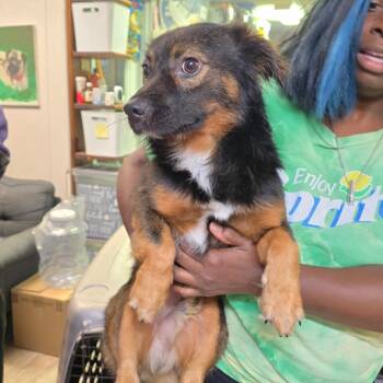 Chihuahua and Papillon Dogs Available for Adoption in Hinesville, Georgia - Sam | PetCurious