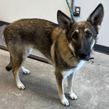 Xochiquetcali -  Mixed Breed Dog for Adoption in Las Cruces, New Mexico - Xochiquetcali | PetCurious