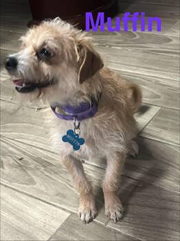 Norfolk Terrier Dogs Available for Adoption - Muffin | PetCurious