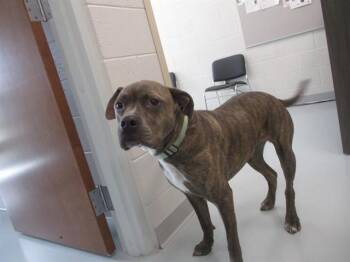 BO -  Pit Bull Terrier and Mixed Breed Dog for Adoption in Ocala, Florida - BO | PetCurious