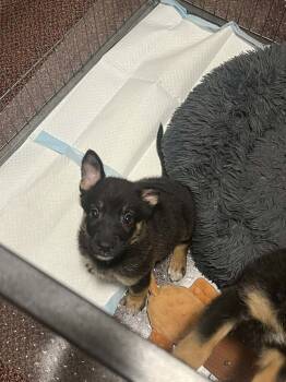 Rescue Shepherd Dogs for Adoption in Mechanicsburg, Pennsylvania - Toni | PetCurious