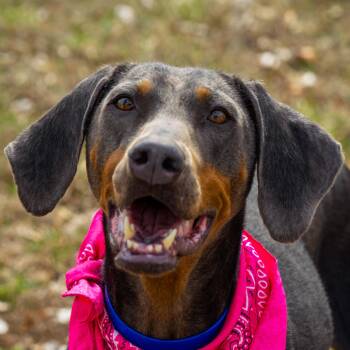 Rescue Doberman Pinscher Dogs for Adoption in Auburn, Nebraska - Azalea | PetCurious