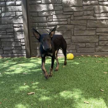 Sir Surfin 9085 -  German Shepherd Dog and Mixed Breed Dog for Adoption in Loxahatchee Groves, Florida - Sir Surfin 9085 | PetCurious