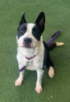 Fergie -  Border Collie and Mixed Breed Dog for Adoption in Fruit Heights, Utah - Fergie | PetCurious
