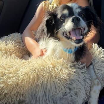 Tux -  Chihuahua and Mixed Breed Dog for Adoption in Northville, Michigan - Tux | PetCurious