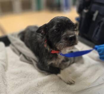 NEGRITA -  French Bulldog and Poodle Dog for Adoption in Chula Vista, California - NEGRITA | PetCurious