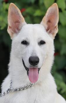 Casper von Clingen -  German Shepherd Dog Dog for Adoption in Los Angeles, California - Casper Von Clingen | PetCurious