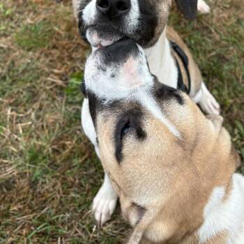 Mixed Breed Dogs Available for Adoption in Enfield, New Hampshire - Daisy | PetCurious
