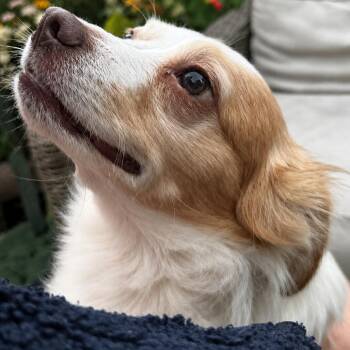 Gene Parmesan -  Mixed Breed Dog for Adoption in San Francisco, California - Gene Parmesan | PetCurious