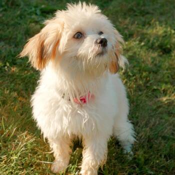 Poppet-Maltese Terrier/Shih Tzu Mix puppy -  Maltese and Shih Tzu Dog for Adoption in St. Jacobs, Ontario - Poppet-Maltese Terrier/Shih Tzu Mix Puppy | PetCurious