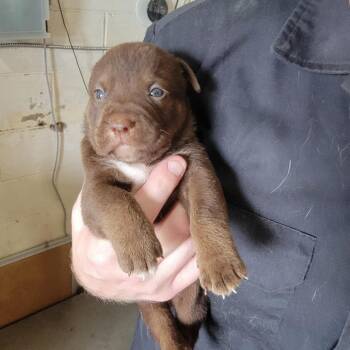 Walrus -  Mixed Breed Dog for Adoption in Leander, Texas - Walrus | PetCurious