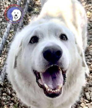 Rescue Great Pyrenees Dogs for Adoption in Spring, Texas - George | PetCurious