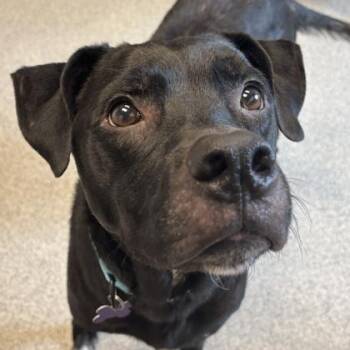 J. Cole -  Mixed Breed Dog for Adoption in Lansing, Michigan - J. Cole | PetCurious
