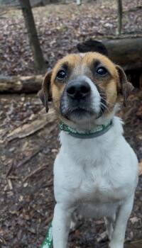 Jack Russell Terrier Dogs Available for Adoption in Millerstown, Pennsylvania - DASHEEN | PetCurious