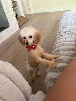 Benny -  Poodle Dog for Adoption in Alafaya, Florida - Benny | PetCurious