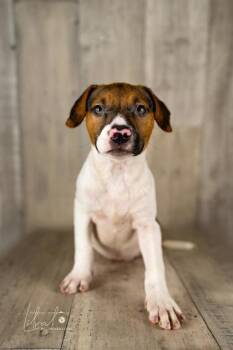 Rescue Brittany Spaniel and Jack Russell Terrier Dogs for Adoption in Winter, Wisconsin - Vlasic | PetCurious