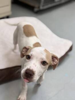 Cairo - P -  Labrador Retriever and Mixed Breed Dog for Adoption in Daytona Beach, Florida - Cairo - P | PetCurious