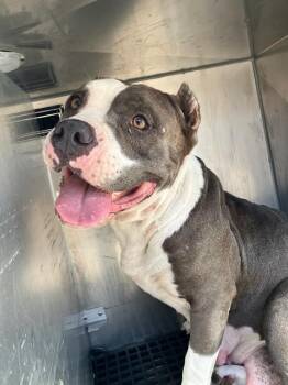ROYAL -  Mixed Breed Dog for Adoption in Dallas, Texas - ROYAL | PetCurious