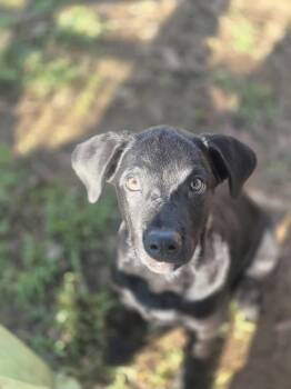 Rescue Labrador Retriever Dogs for Adoption in Dover, Arkansas - Bentley | PetCurious