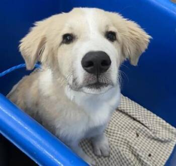 Tofu -  Golden Retriever and Mixed Breed Dog for Adoption in Morton Grove, Illinois - Tofu | PetCurious